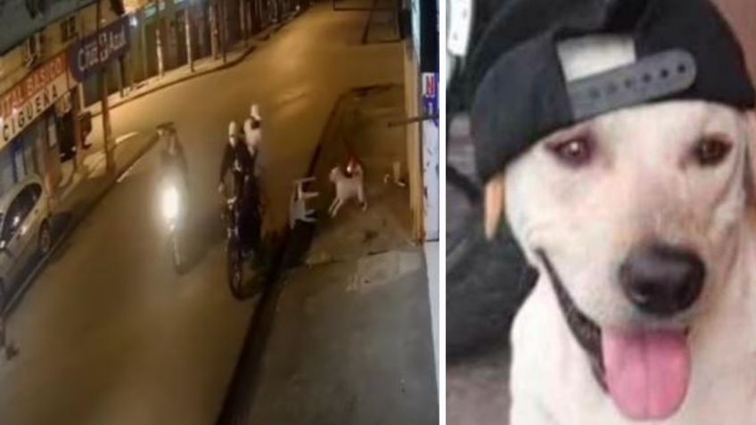 Delincuentes balean a perrito tras asaltar una casa: VIDEO FUERTE