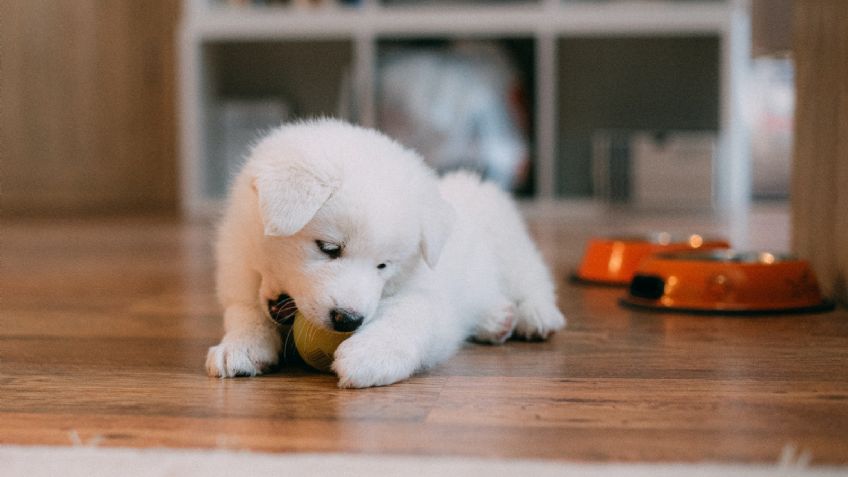 Mascotas: Así puedes identificar a las razas de perros más traviesas