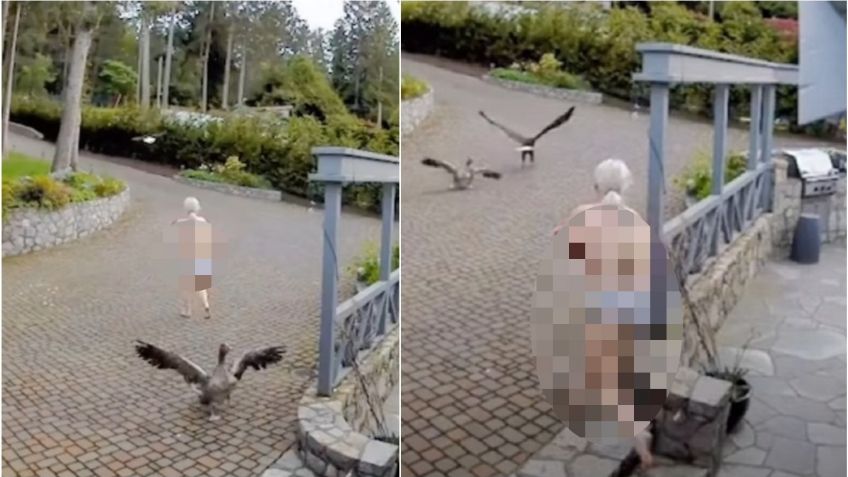 Mujer en topless rescata a su mascota ganso de un águila calva: VIDEO