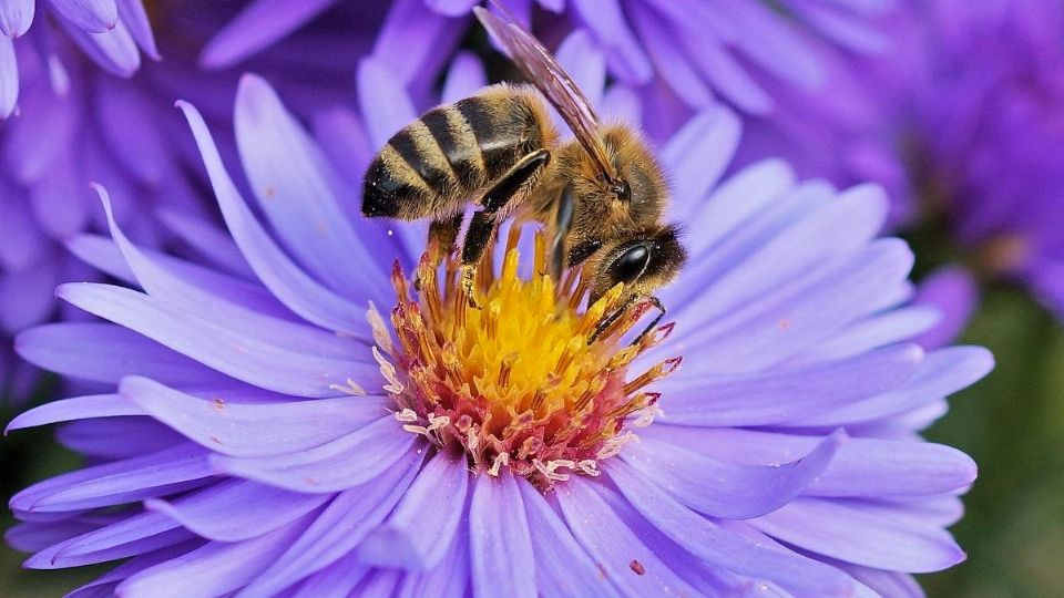 Las abejas son una especie en peligro de extinción, de la cual dependen más de dos terceras partes de los cultivos en el planeta.