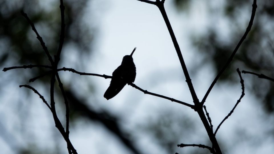 Tala ilegal de árboles en CDMX será duramente castigada si se aprueba esta iniciativa