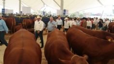 Francisco García Cabeza de Vaca exhorta a diputados reforzar apoyo a sector ganadero