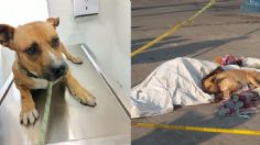 "Jackson", el perrito que no abandonó el cuerpo de su dueño, fue adoptado por una familia en CDMX | VIDEO