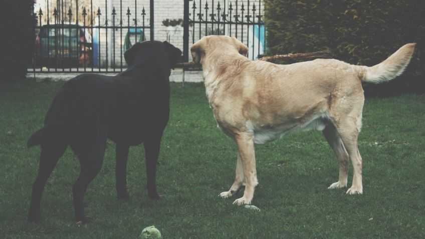 Investigaba un ataque de perros y fue a buscar a la dueña, pero la jauría la mordió hasta matarla