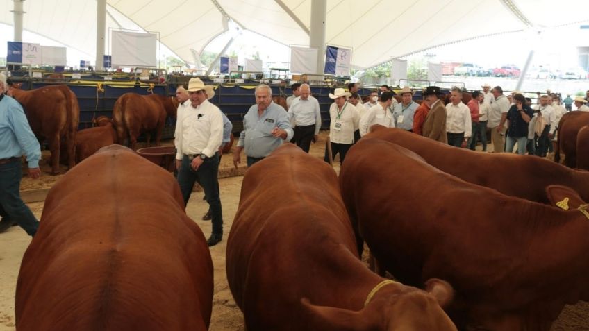 Francisco García Cabeza de Vaca exhorta a diputados reforzar apoyo a sector ganadero