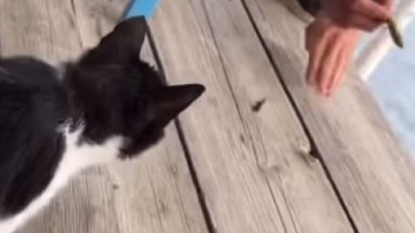 Detienen a sujeto que engañó a un gatito con comida para después patearlo hacia el mar | VIDEO