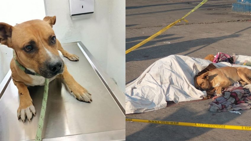 "Jackson", el perrito que no abandonó el cuerpo de su dueño, fue adoptado por una familia en CDMX | VIDEO