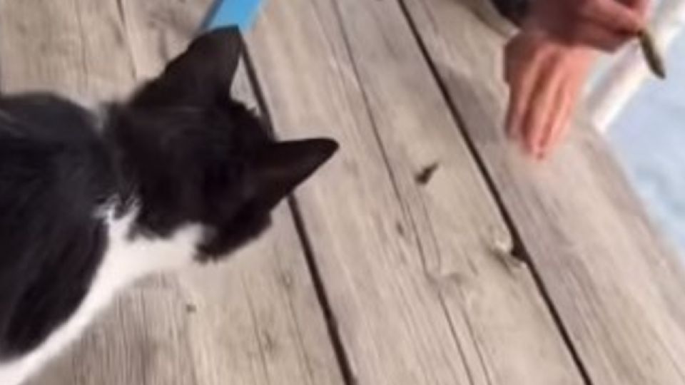 El gatito fue llevado con un veterinario