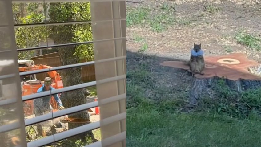 El triste momento en que una ardilla ve cómo talan el árbol que era su casa | VIDEO