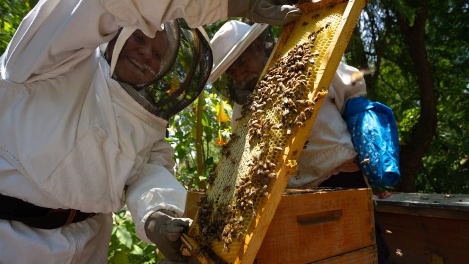 El fortalecimiento de la producción apícola permite generar beneficios económicos.