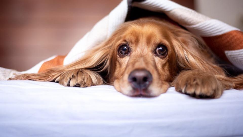 Los perros pueden saber cuando un dueño está estresado y ellos adoptar esa tensión