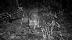 Hay nuevos inquilinos en la CDMX: lince americano y zorra gris