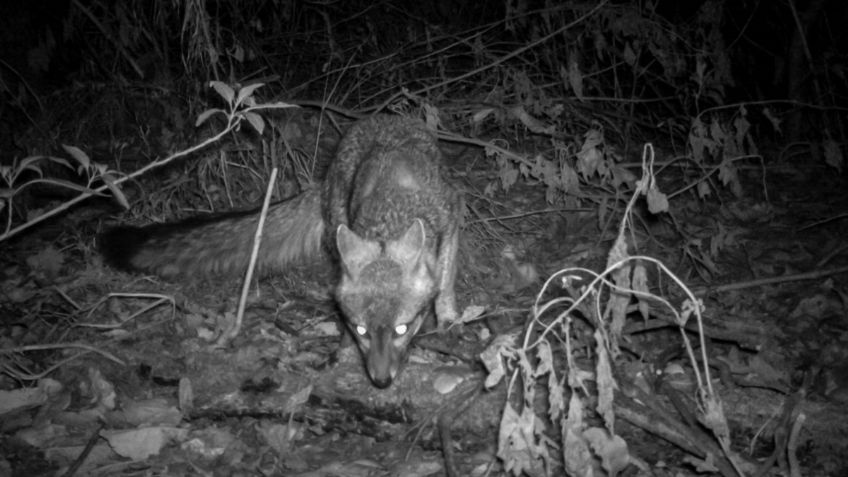 Hay nuevos inquilinos en la CDMX: lince americano y zorra gris