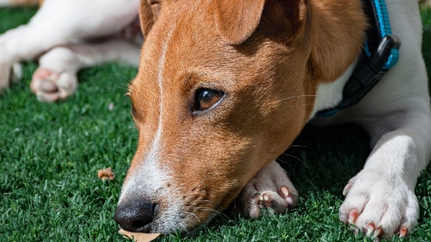 Envenenan a 19 perros en Salamanca