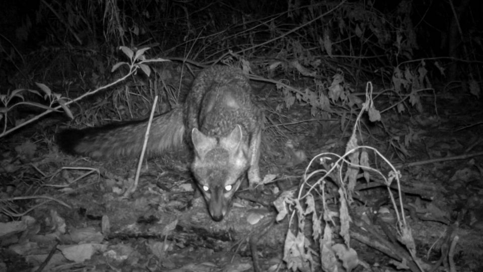 La Ciudad de México tiene nuevos inquilinos: el lince americano o la zorra gris.