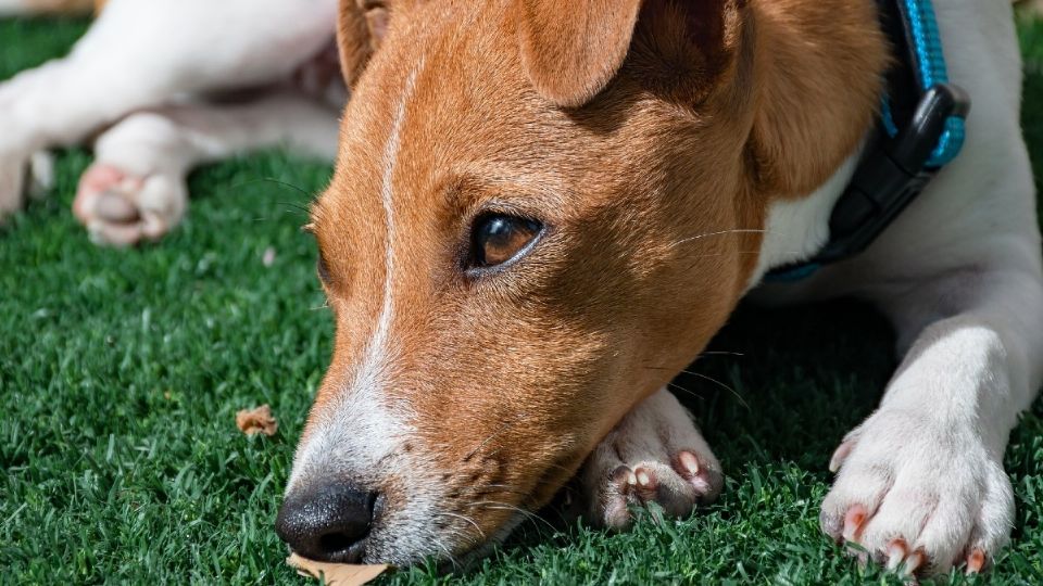 No quiero ni pensar si algún niño por accidente ingiere lo que usaron para matar dolosamente a estos perritos