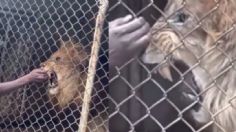 León arranca el dedo de su cuidador frente a visitantes de un zoológico y queda en VIDEO