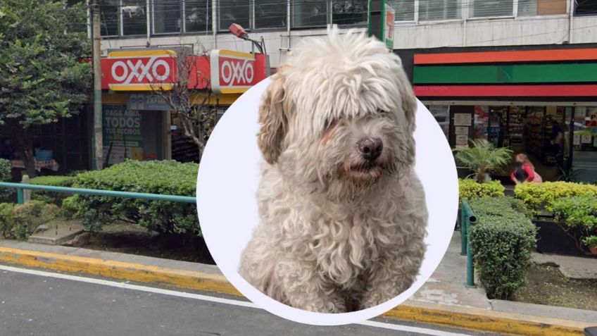 Abandonan a una perrita a su suerte en la CDMX; la dejaron amarrada en una tienda de conveniencia