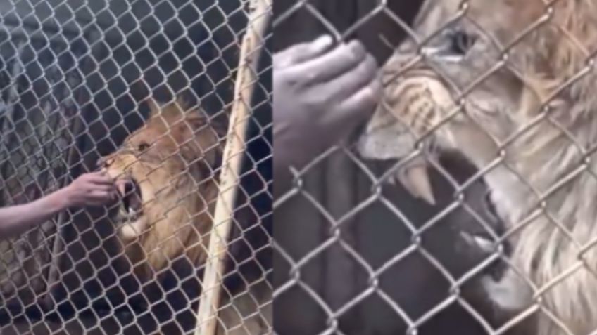 León arranca el dedo de su cuidador frente a visitantes de un zoológico y queda en VIDEO