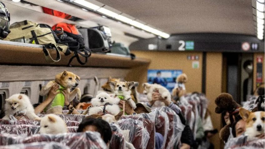 Perritos viajan en exclusivo vagón de tren bala en Japón | FOTOS