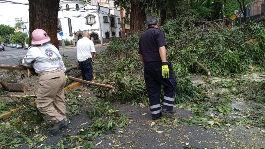 Reportan más de 50 árboles caídos por vientos en la CDMX