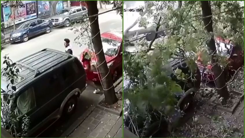 VIDEO: Cae un árbol en CDMX; jóvenes se salvan de ser aplastados