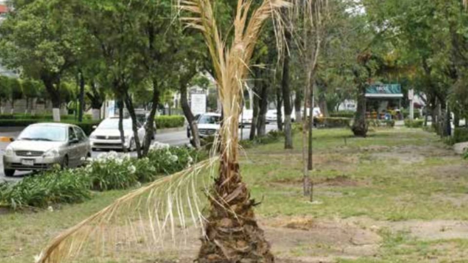 La detección alcanzó cinco mil 204 insectos y se hizo avenida de las Palmas, en la alcaldía Miguel Hidalgo