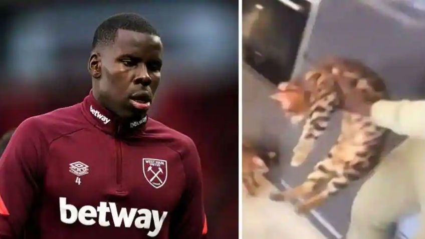 Por patear a su gato, Kurt Zouma, jugador del West Ham United, es acusado de 3 delitos