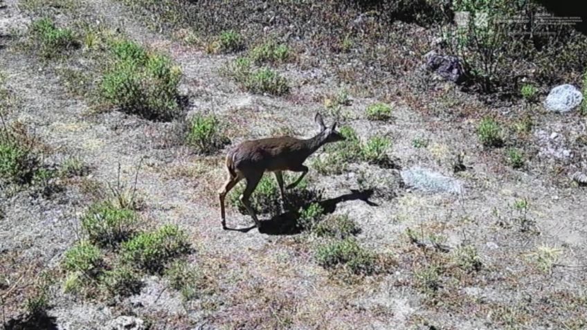 ¿Bambi eres tú? Avistan venado cola blanca en el Desierto de los Leones: VIDEO