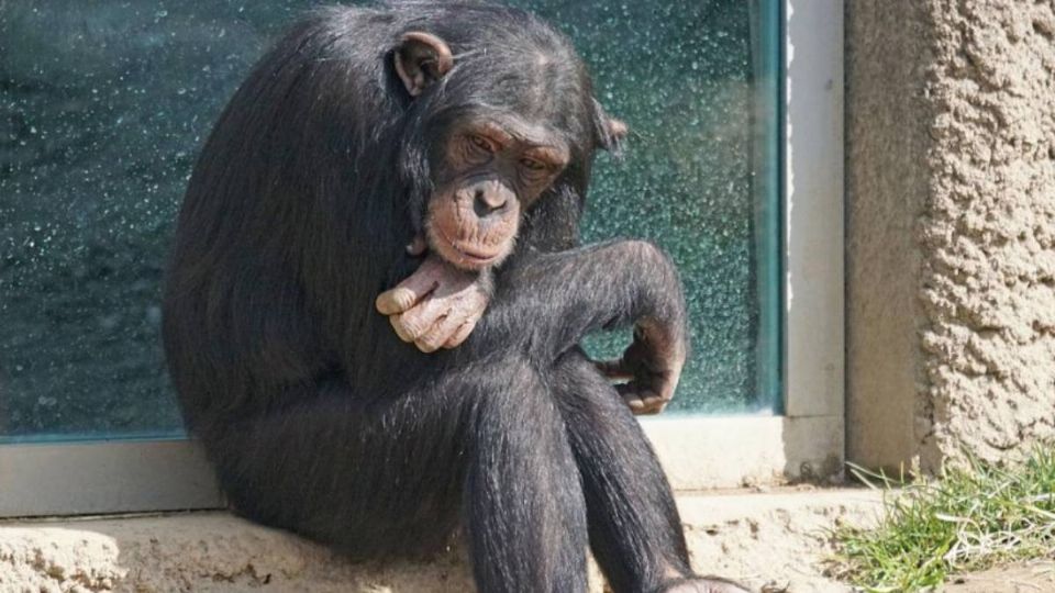 El chimpancé llamado Frodo es recordado por el atroz crimen.