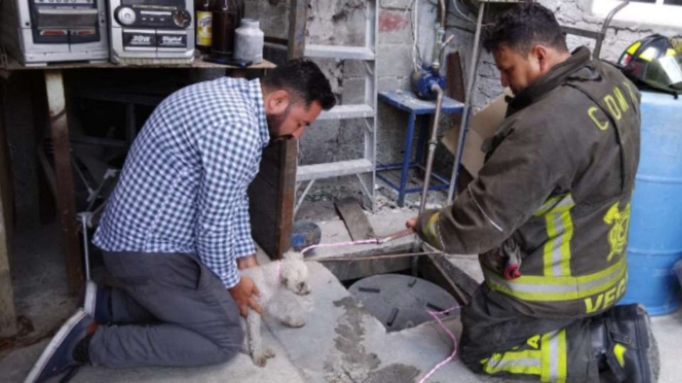 El animal fue entregado a su dueño en el lugar