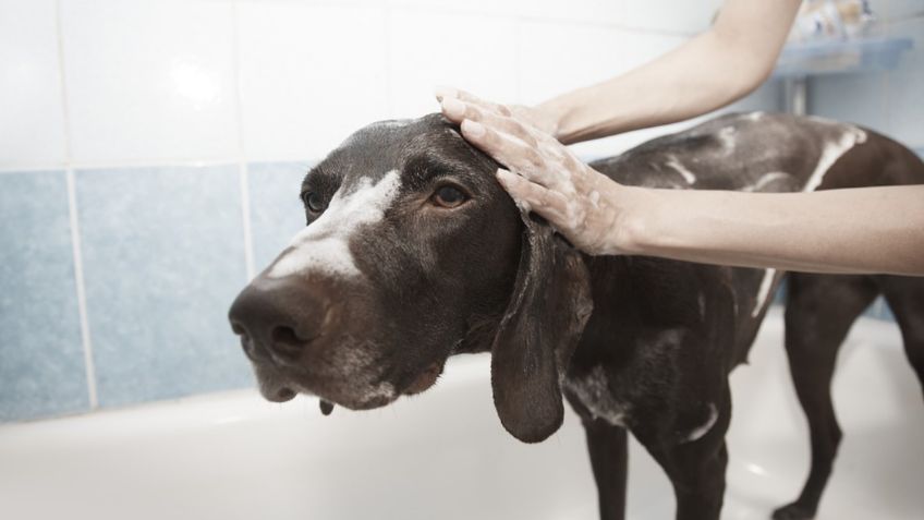 Conoce cuándo y con qué champú debes bañar a tu perro