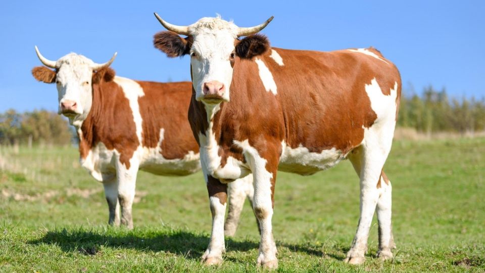 “Vienen tiempos de un poquito menor producción de leche nacional'.