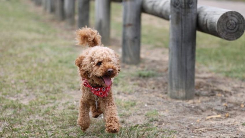 Habrá paseo Masivo de perritos en Aragón, todo lo que debes saber del festival canino