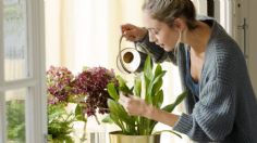 5 plantas para evitar malos aromas en la casa