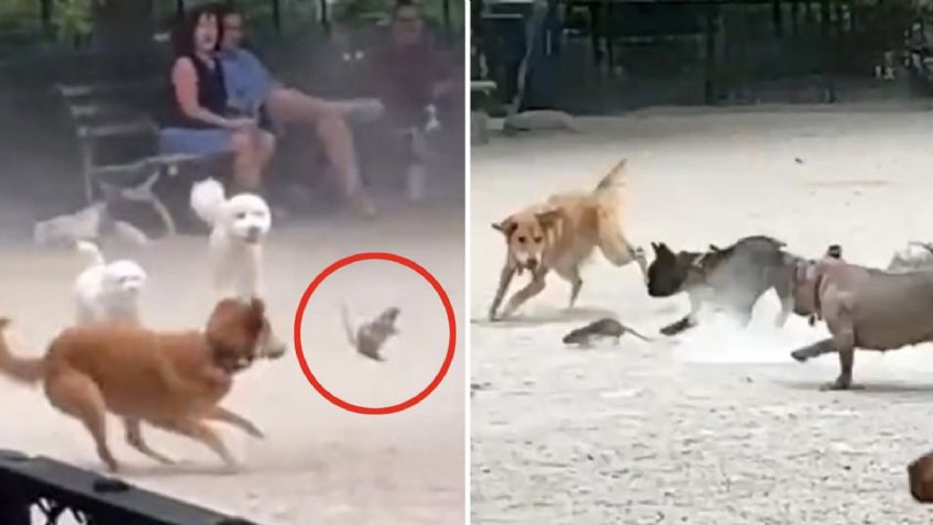 Una rata desató el caos en un parque de perros y el video lleva millones de reproducciones