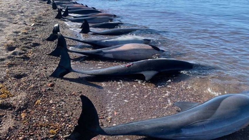 Tragedia marina: hallan 30 delfines muertos en playas de La Paz