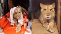 Kiro: Así se recupera el león rescatado en calles de Ecatepec luego de haber sido maltratado | VIDEO