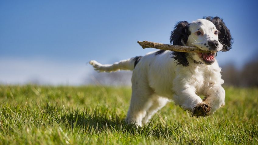 La razón por la que tu perro te trae cosas cuando llegas a casa