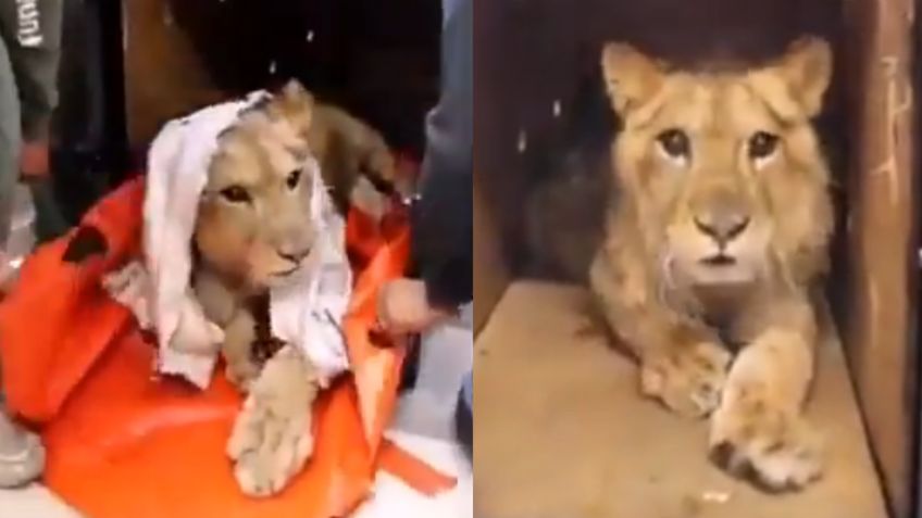 Kiro: Así se recupera el león rescatado en calles de Ecatepec luego de haber sido maltratado | VIDEO