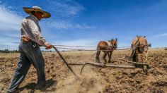 Por la guerra, ven potencial agroalimentario de México con Europa y Asia