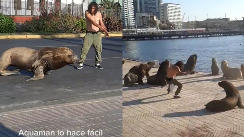 Aquaman chileno: Hombre que logró domar a leones marinos se viraliza en TikTok | VIDEO