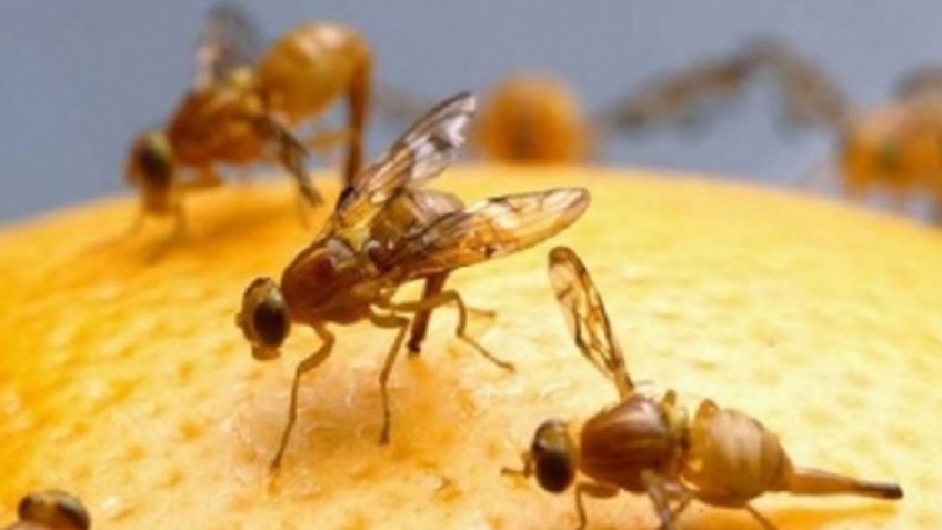 Este es el truco casero para olvidarte de las moscas de la fruta