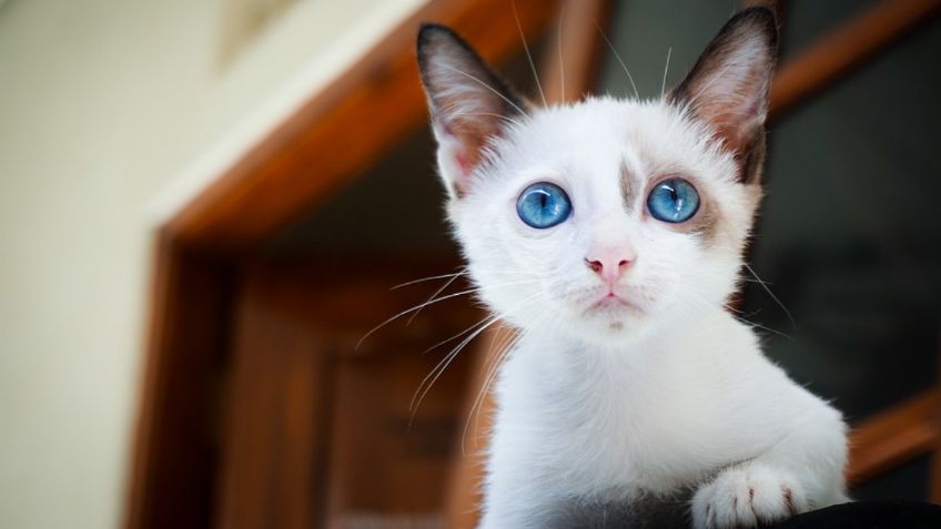 ¿Quieres hablar con tu gato? Esta aplicación "promete" hacerlo posible