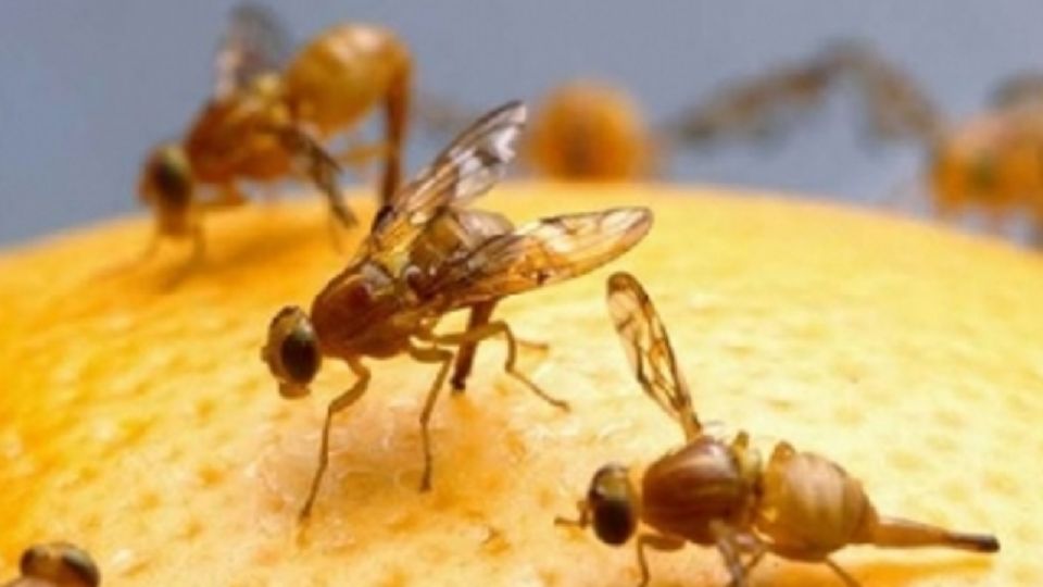 En cuestión de minutos te despedirás de las moscas de la fruta.