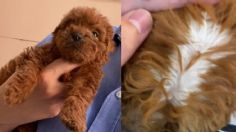 "Es una atrocidad": Le venden perrito con el pelo pintado e indigna a usuarios de redes sociales | VIDEO