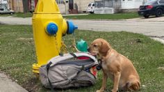 Abandonan a perrita por estar enferma con todas sus pertenencias y una emotiva carta