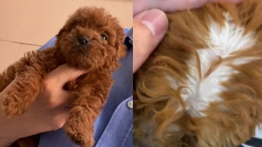 "Es una atrocidad": Le venden perrito con el pelo pintado e indigna a usuarios de redes sociales | VIDEO