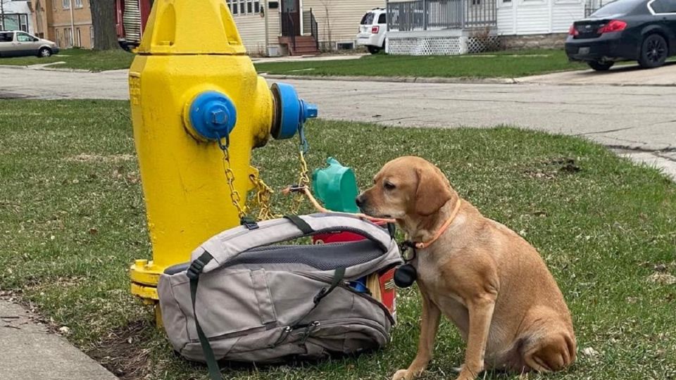 La perrita fue abandonada junto con sus juguetes favoritos