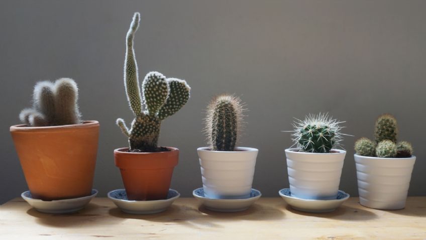 ¿Qué pasa si no le da el Sol a tus cactus? Esto es lo que debes saber